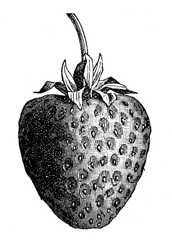 Antique engraving illustration: Strawberry