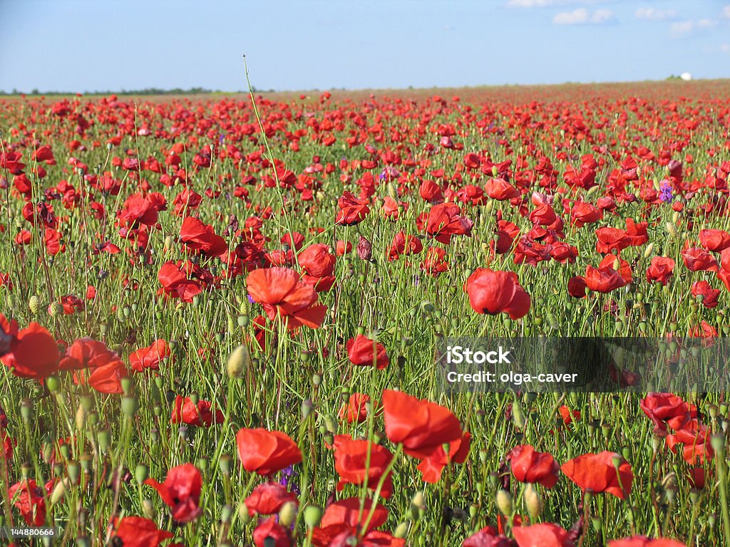 Campo de amapolas - Foto de stock de Aire libre libre de derechos