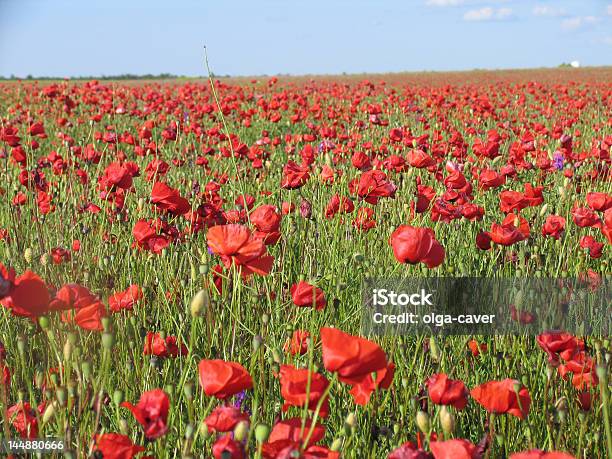 Campo De Amapolas Foto de stock y más banco de imágenes de Aire libre - Aire libre, Amapola - Planta, Azul