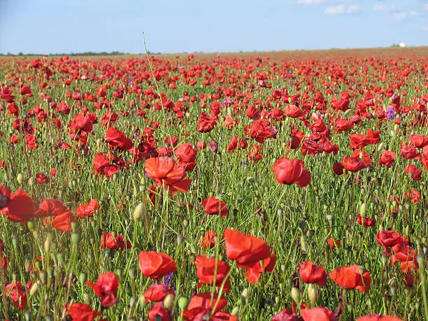 a field of red popy-flowers in Crimea
