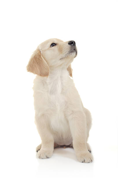 istock A curious puppy looking to the side 144880693