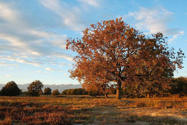 Árvore de Outono - fotografia de stock