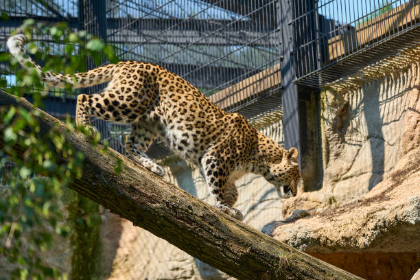 istock snow leopard in its enclosure on a sunny and bright day 1448807695