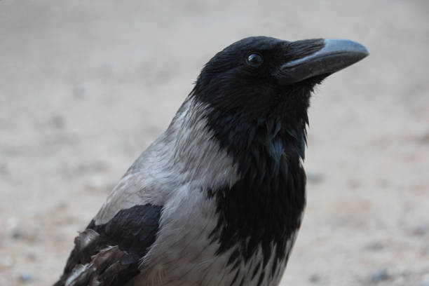 Hooded crow close up portrait. Corvus cornix