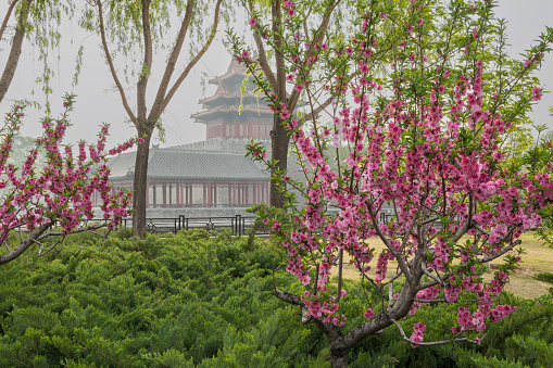 Backlit image of the moat, flowering cherry trees (sakura), other trees with fresh green foliage, the wall surrounding the Forbidden City in Beijing and the North-West Corner Tower on an early slightly misty morning (just after sunrise) in Spring.