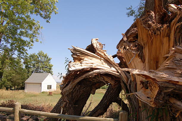 Tree Damage stock photo