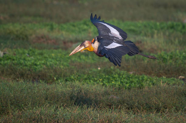 istock Greater Adjutant Stock 1448808337