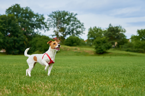 Dog walking outdoors at summer day. Cute active dog running on green grass. Pet playing on lawn