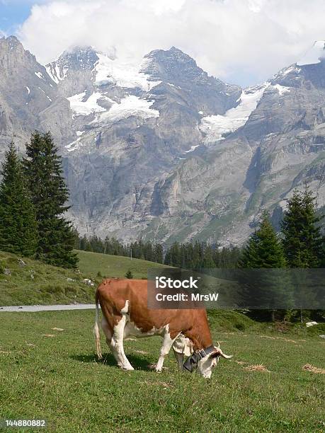 Szwajcarska Krowa Z Bell - zdjęcia stockowe i więcej obrazów Alpy - Alpy, Berneński Oberland, Bez ludzi