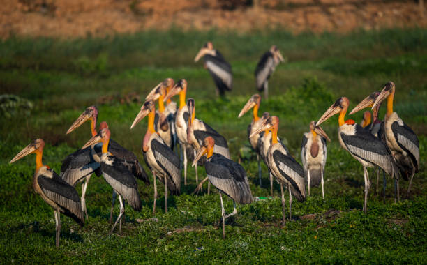 istock Greater Adjutant Stock 1448808958