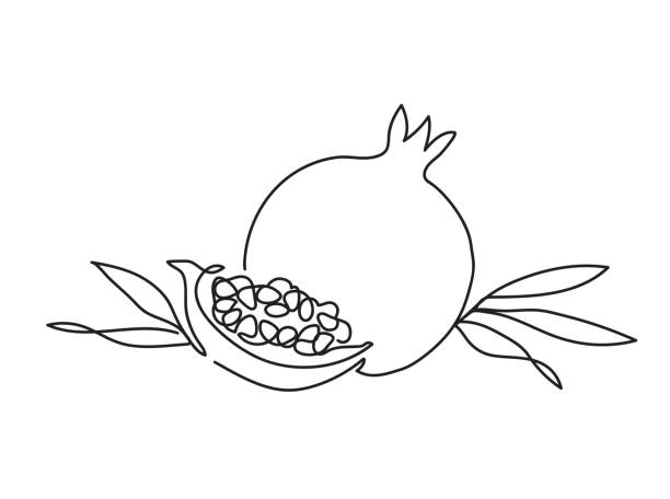 Draw Anar 28,300+ Pomegranate Stock Illustrations, Royalty-Free Vector Graphics ...
