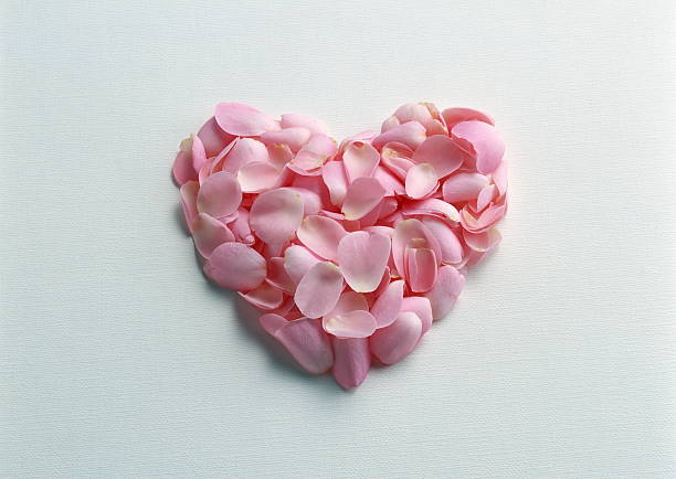 Pink Heart of Rose Petals stock photo