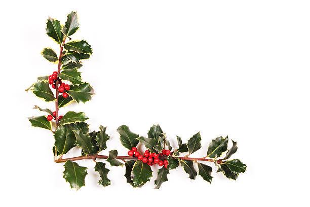 istock Sprigs of holly 144880944