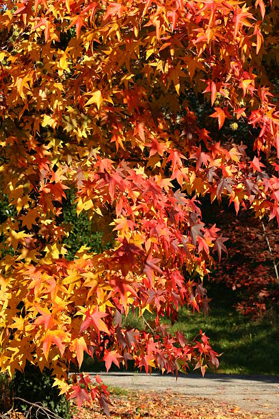 red autumn leaves stock photo