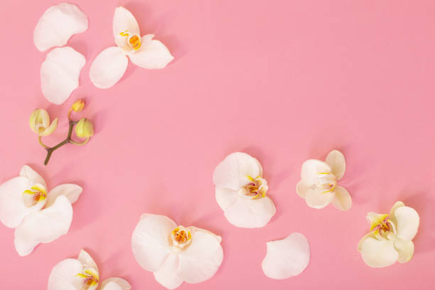 istock white orchid flowers on pink ackground 1448809849