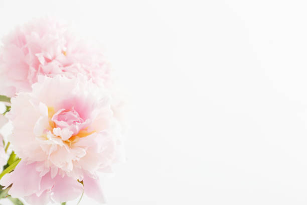 istock beautiful delicate pink peonyes clouse up 1448809912
