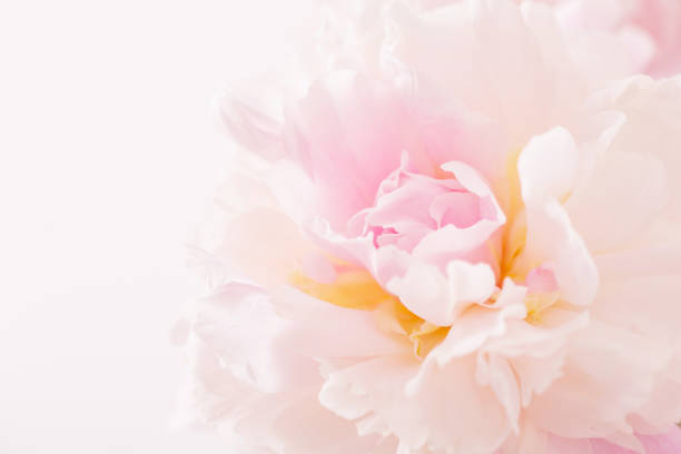 istock beautiful delicate pink peonyes clouse up 1448809920