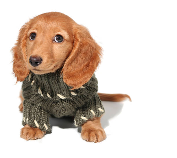 A close-up of a Dachschund puppy in a green sweater stock photo