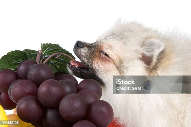 O Cachorrinho E Fruta - Fotografias de stock e mais imagens de Abundância - Abundância, Alimentação Saudável, Amarelo