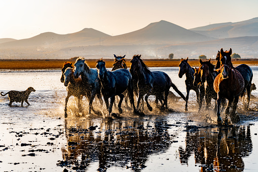 Wild Horses / Jades. Wild Horses in water. Yilki horses. Jades.. Yılkı horses in Kayseri Turkey are wild horses with no owners.