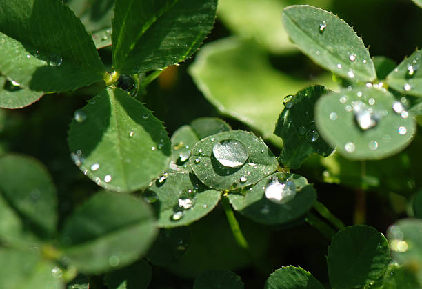 Dew on clover stock photo