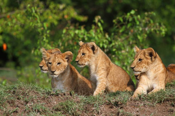 istock Five cute lion cubs looking into the camera, resting on a hill 1448813440