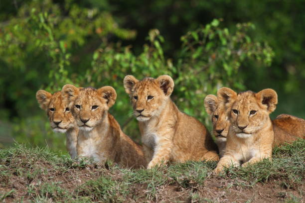 istock Five cute lion cubs looking into the camera, resting on a hill 1448813550