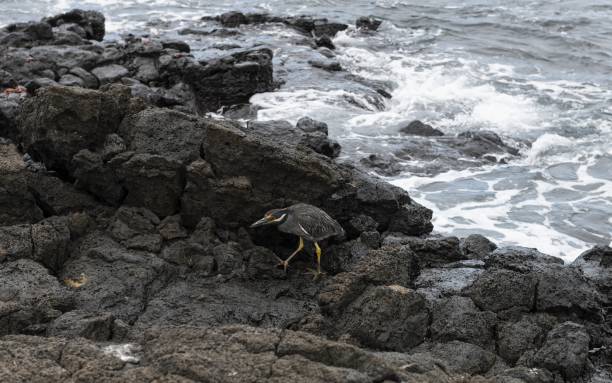 Striated heron on Galápagos islands Puerto Velazco Ibarra, Ecuador, October 22, 2022: View of a Striated heron on the coast of the island Floreana of the Galápagos Islands. lava heron bird galapagos islands ecuador stock pictures, royalty-free photos & images