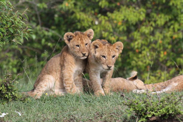 istock Three cute baby lions on a small hill. Two looking at the camera with curiosity 1448815115