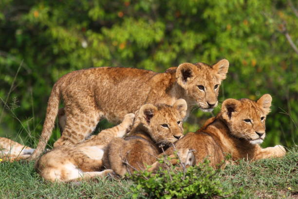 istock Three cute baby lions on a small hill, looking at the camera with curiosity 1448815266