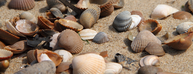 A close-up image with a mix of shells