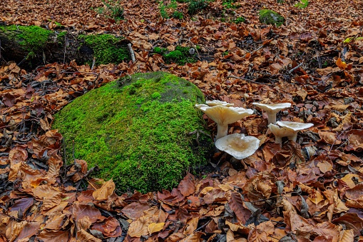 A closeup of mushroom and mossy stone on the ground covered with fall leaves
