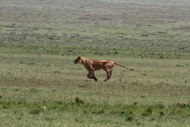 istock Lioness jumping high, chasing a warthog, that is called savana express in Kenya 1448817505
