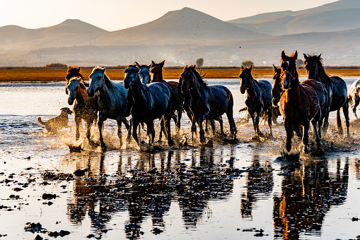 Wild Horses / Jades. Wild Horses in water. Yilki horses. Jades.. Yılkı horses in Kayseri Turkey are wild horses with no owners.