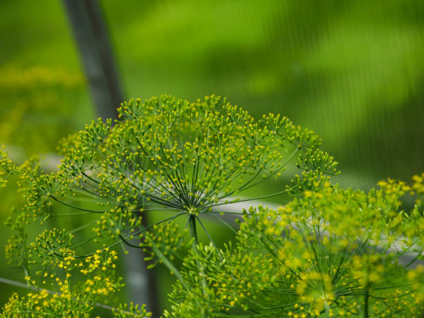 A closeup shot of a flowering dill plants