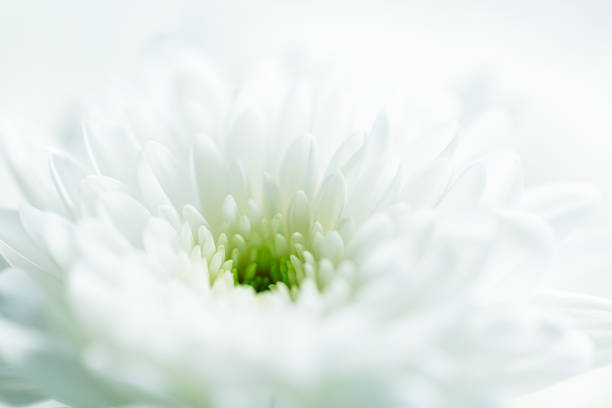 Macro white flower backdrop,beautiful white flowers background, close up white flower petals