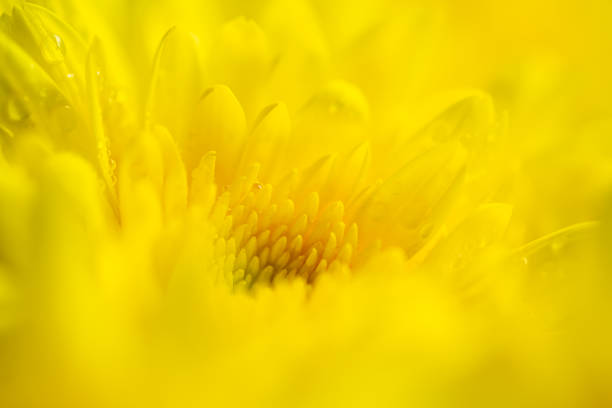 istock Macro yellow flower texture,Yellow flower background, 1448823385