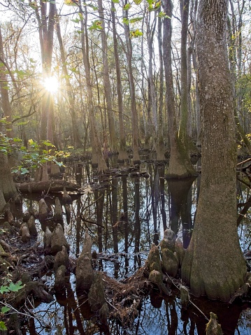 Old growth hardwood trees at Congaree national park in central South Carolina. This national park protects some of the tallest trees in the eastern United States, and the largest forested area of bottomland old growth hardwoods. The trees including many Cypress actively growing or fallen support moss and lichen growth as well as habitat for numerous animals including deer, feral pigs and owls.