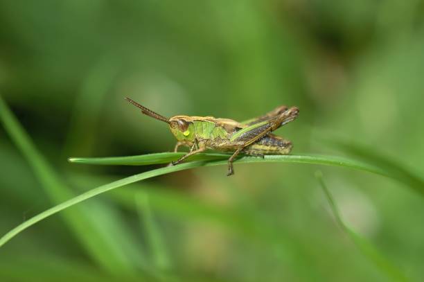 istock Common European grasshopper (Pseudochorthippus parallelus) resting on the blurred background 1448823646