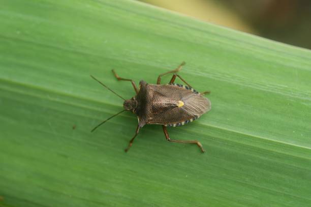 istock Closeup shot of a Red-legged shieldbug (Pentatoma rufipes) resting on a green leaf 1448823653