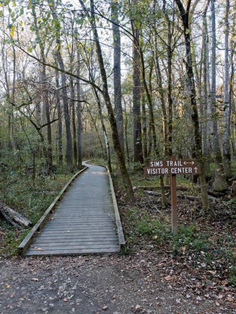 istock Boardwalks provide a safe walk through Congaree national park 1448823909