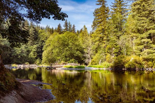 istock Beautiful view of a forest and a small lake 1448825381