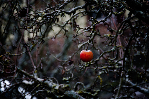 Last apple hanging on an apple tree while snow ist starting to fall