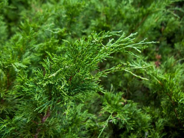 istock Selective of green spruce branch 1448825769