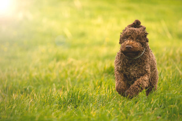 Purebred puppy dog running in the grass Funny pet, Lagotto Romagnolo joyful puppy enjoy running in a green grass field, sun flare and copy space lagotto romagnolo stock pictures, royalty-free photos & images