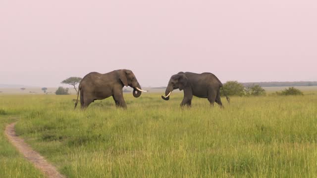 Two elephnt bulls wrestling with trunks and tusks, one pursuing the other