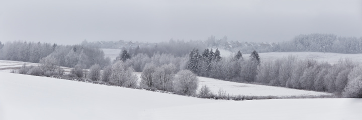 Frosty winter landscape during a beautiful winter day in the IJsseldelta region in Overijssel, The Netherlands. A row of frozen trees is vanishing in the distance.