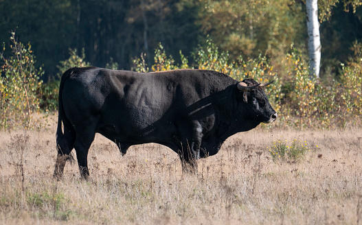De wisent (Bos bonasus), ook wel de Europese bizon genoemd, is een rundachtige levend in Europa.