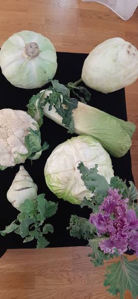 diferentes tipos de repolho - cauliflower portion growth vegetable - fotografias e filmes do acervo