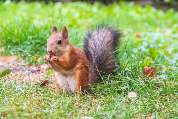 istock Autumn squirrel with nut sits on green grass with fallen yellow leaves 1448839784